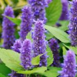 Agastache