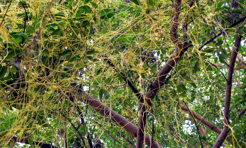 Cuscuta