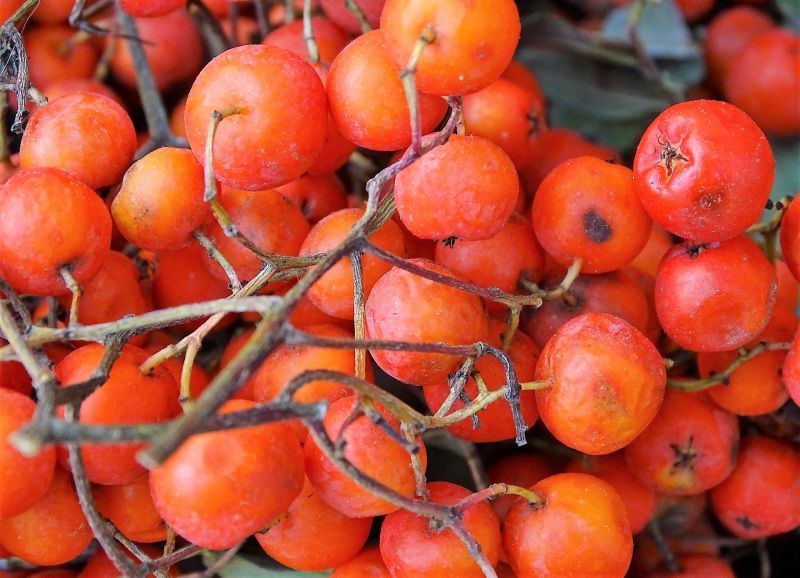 El sorbus aucuparia