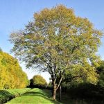 Fraxinus excelsior