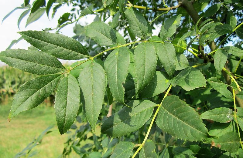 Fraxinus excelsior Características, hábitat, reproducción, usos Árbol