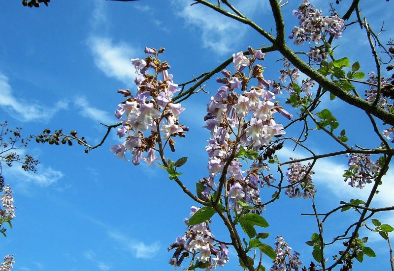 La paulownia tomentosa