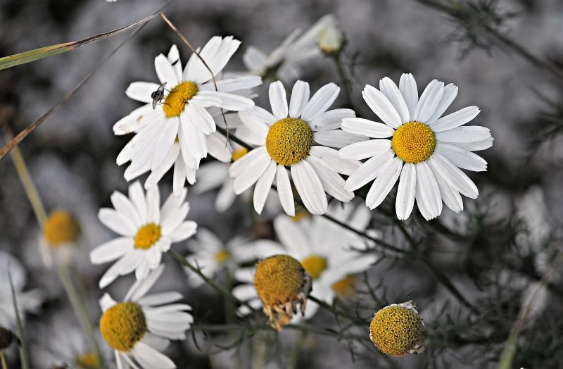 Las plantas medicinales