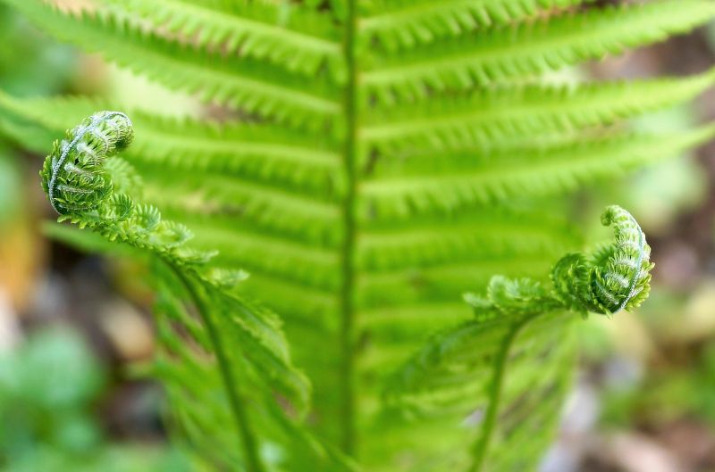 Las plantas vasculares