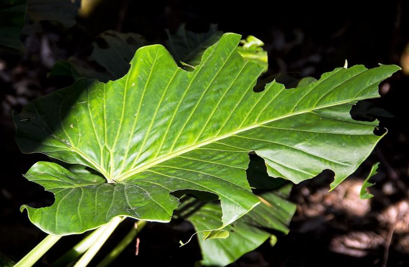 Oreja de elefante | Características, cultivo, reproducción, cuidados | Planta Oreja de elefante | Características, cultivo, reproducción, cuidados | Planta