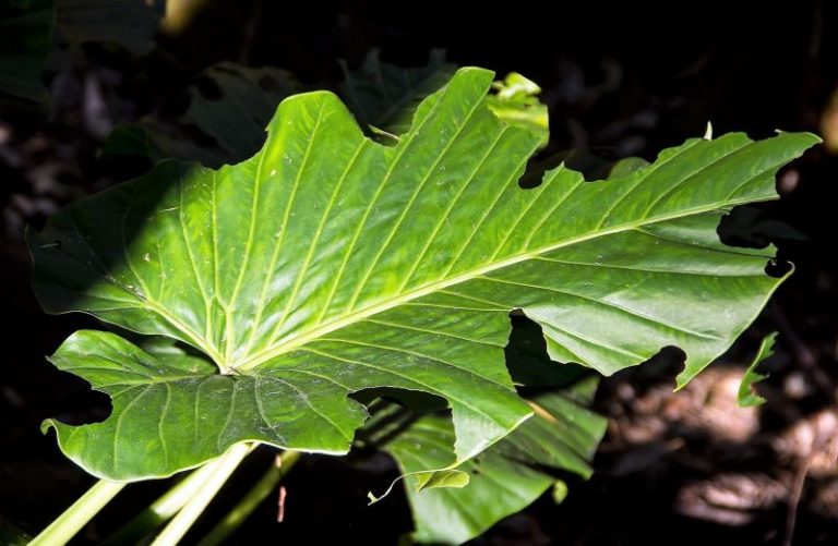 Oreja de elefante Características, cultivo, reproducción, cuidados