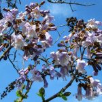 Paulownia tomentosa