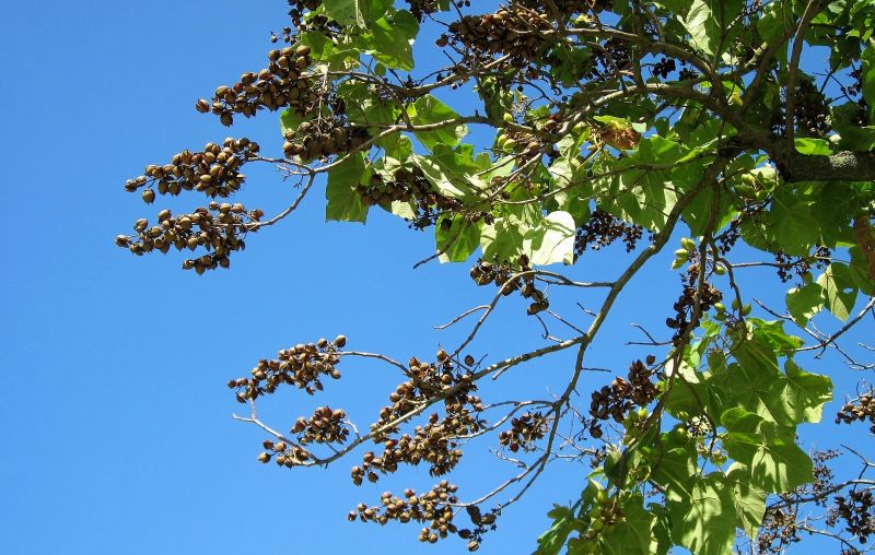 Paulownia tomentosa Características, cultivo, cuidados, usos Árbol
