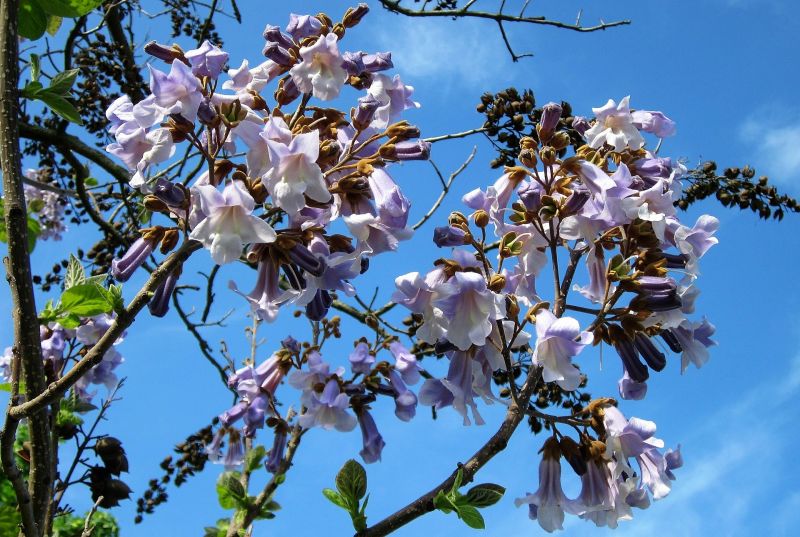 Paulownia tomentosa