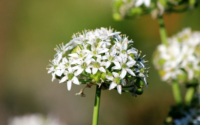 Plantas medicinales