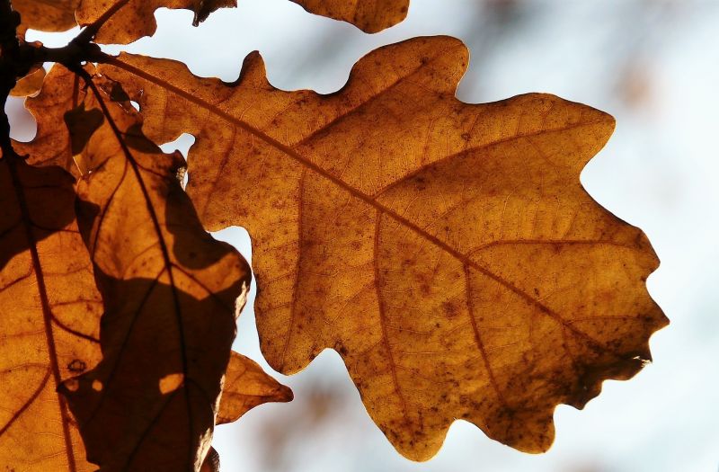 Quercus petraea