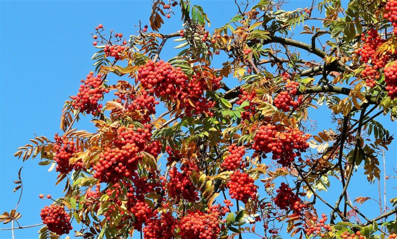 Sorbus aucuparia Características, hábitat, cultivo, reproducción Árbol