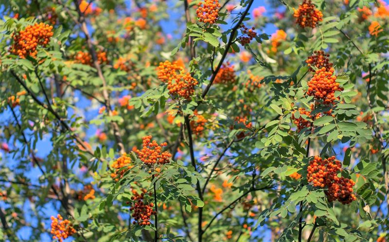 Sorbus aucuparia