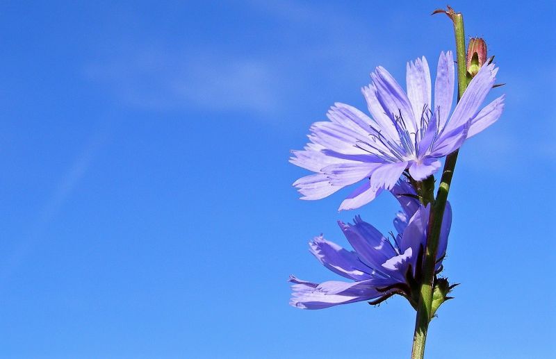 Achicoria Características, cultivo, cuidados, propiedades medicinales