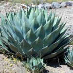 Agave