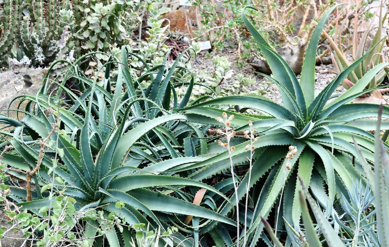 Agave Características, reproducción, hábitat, usos Planta, flores