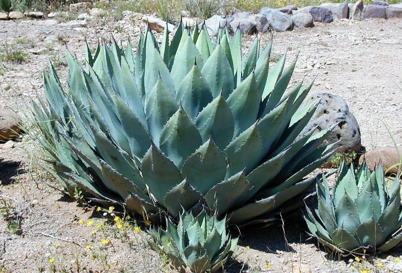 Agave