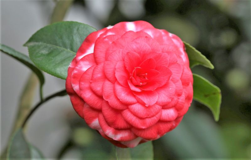 Camelia | Características, cultivo, cuidados, propiedades | Arbusto, planta