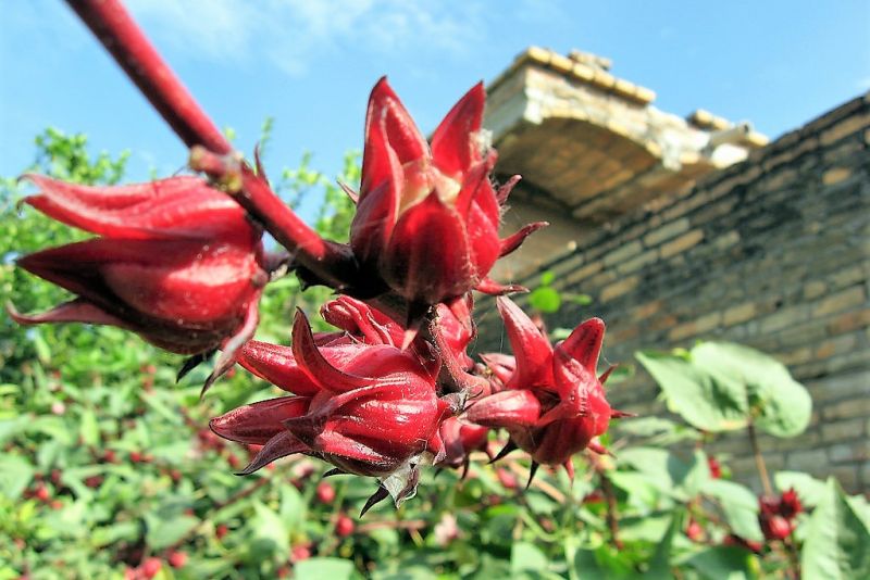 Flor de Jamaica Características, tipos, cultivo, usos, hábitat Arbusto