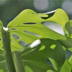 Monstera