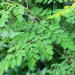 Moringa