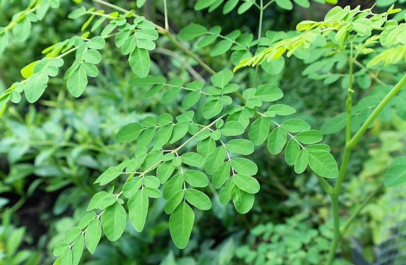 Moringa