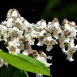 Catalpa bignonioides