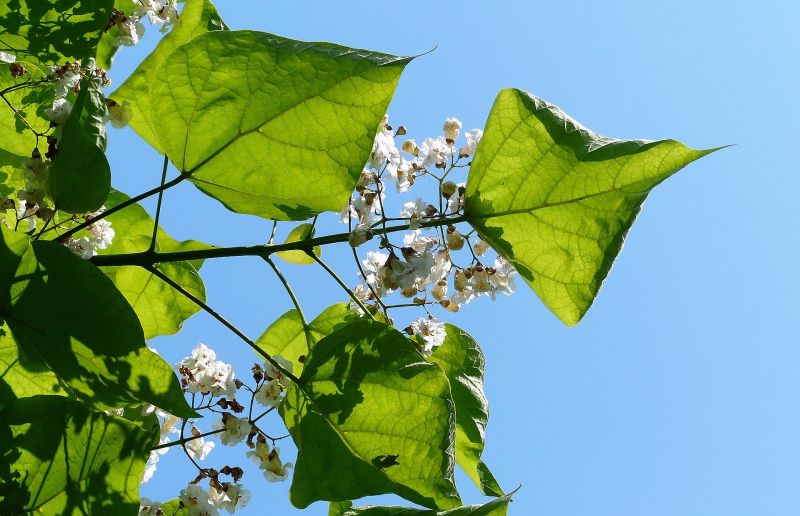 Catalpa bignonioides Características, hábitat, reproducción, usos Planta