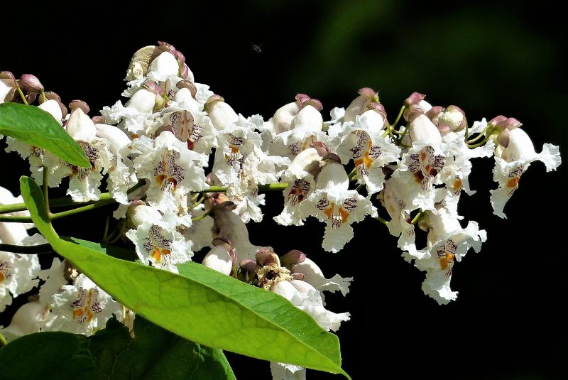 Catalpa bignonioides