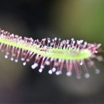 Drosera capensis