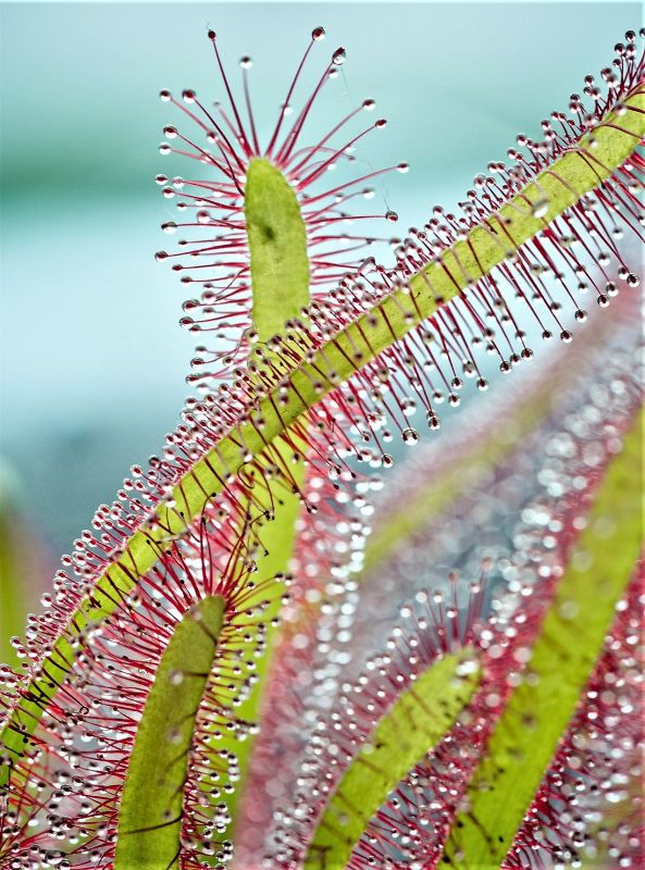 Drosera capensis Características, cultivo, cuidados, propiedades Planta