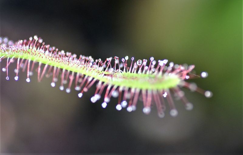 Drosera capensis