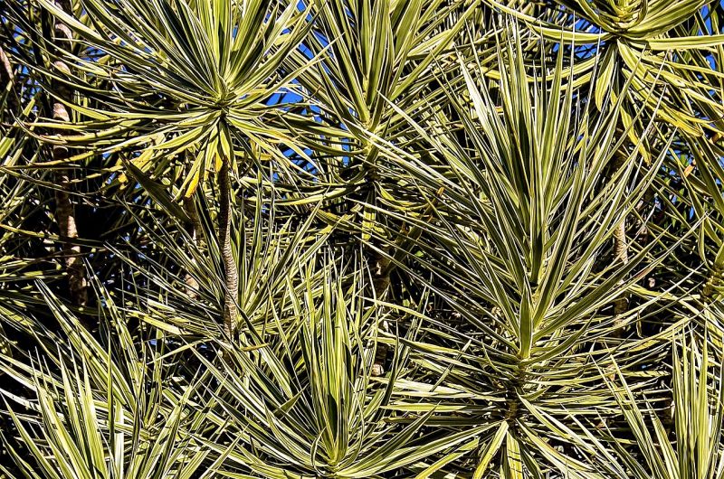 Drácena marginata Características, uso decorativo, cuidado, hojas Árbol