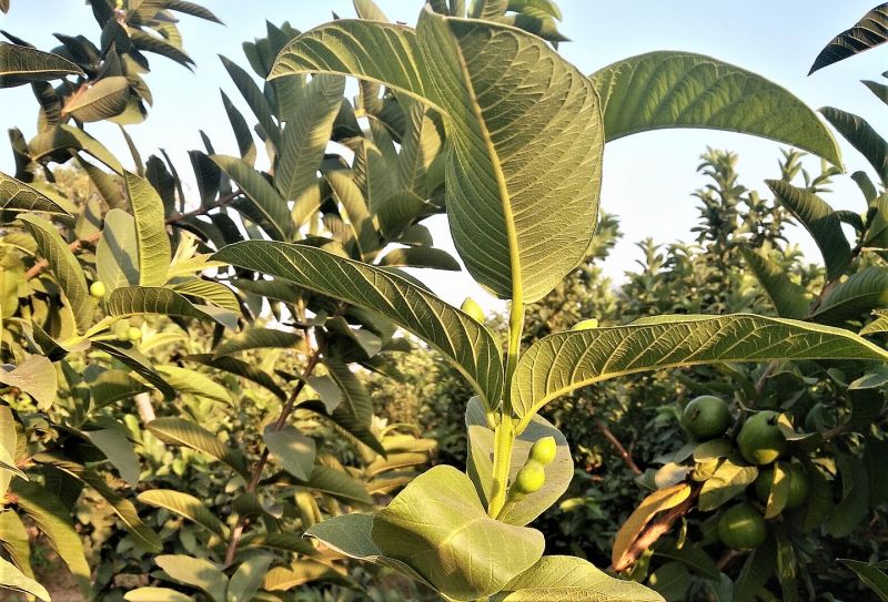 Guayabo | Características, hábitat, usos, propiedades, cultivo | Árbol,  planta