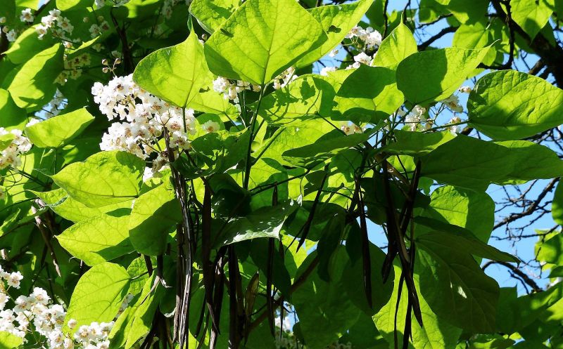 La catalpa bignonioides