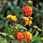 Lantana camara