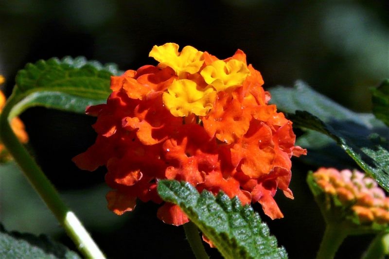 Lantana camara Características, cultivo, cuidados, variedades Planta