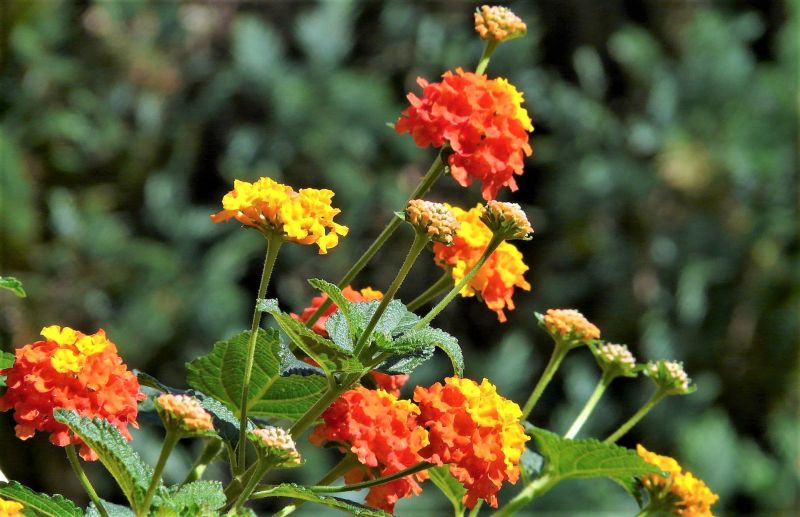 Lantana camara | Características, cultivo, cuidados, variedades | Planta