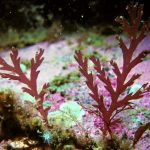 Algas rojas