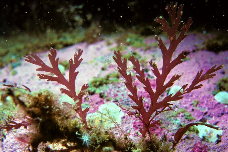 Anguila Enfatizar Defectuoso Algas rojas | Características, tipos, ciclo de vida, hábitat, usos  medicinales