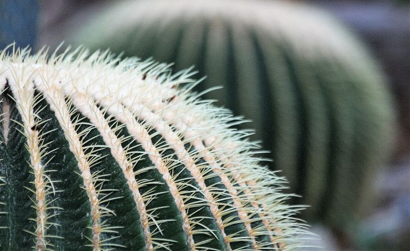 Asiento de suegra Características, uso, cultivo, cuidados Planta, cactus