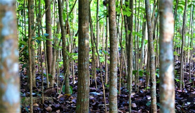 Caoba Swietenia macrophylla: madera valiosa y regulada