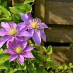 Clematis