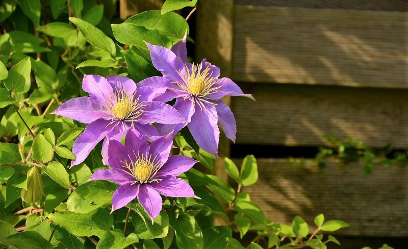 Clematis