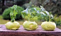 Colinabo | Características, distribución, historia, curiosidades, consumo