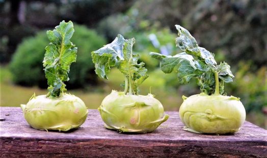 Colinabo | Características, distribución, historia, curiosidades, consumo