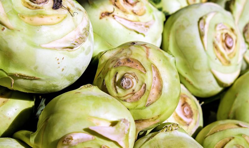 Colinabo | Características, distribución, historia, curiosidades, consumo