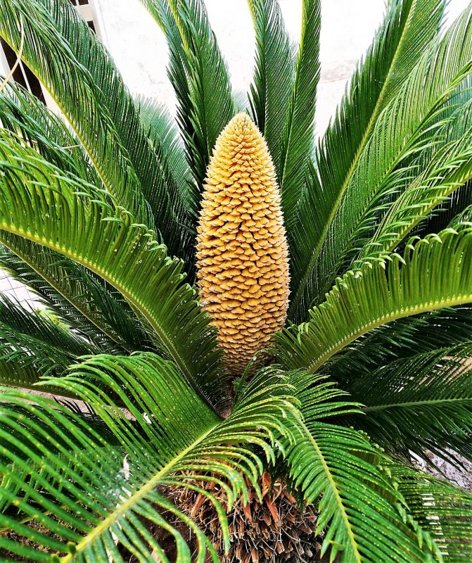 Cycas revoluta Características, cultivo, origen, control de plagas, toxicidad