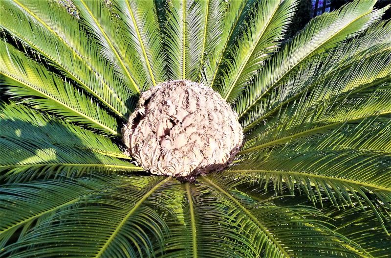 Cycas revoluta