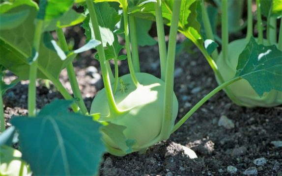 Colinabo | Características, distribución, historia, curiosidades, consumo